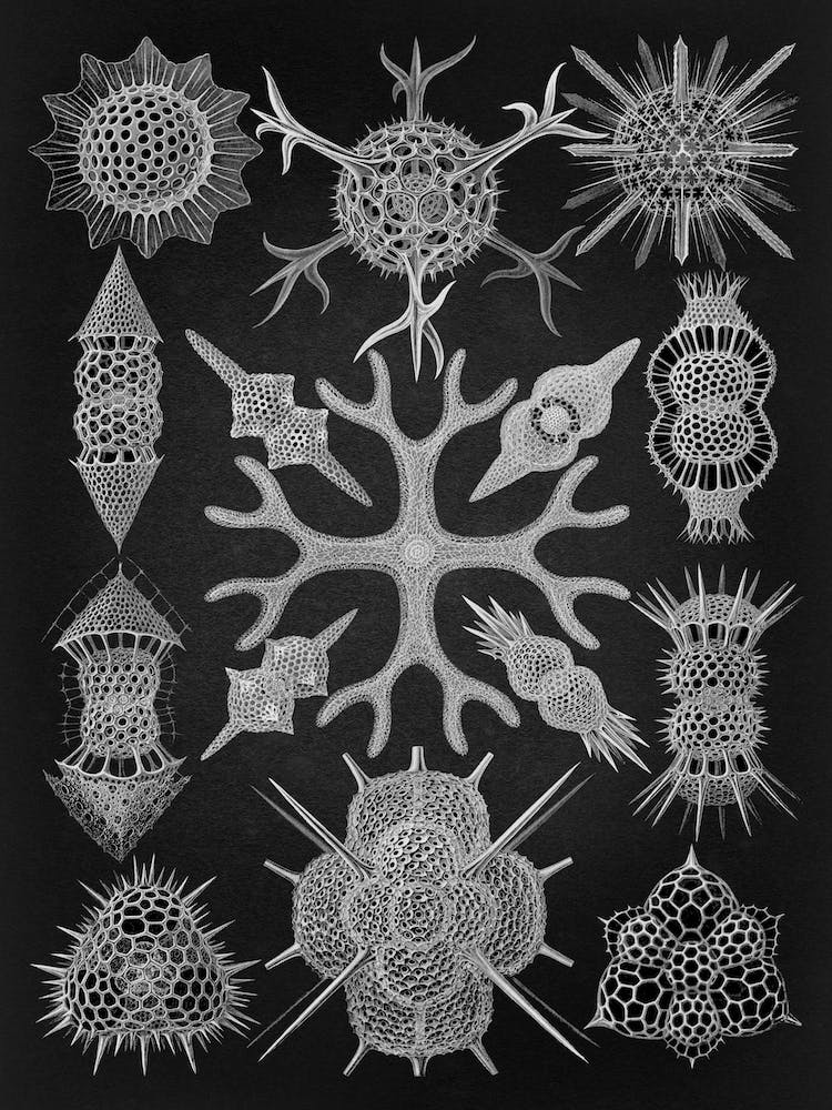 Vintage Haeckel 16 Tafel 91 Schaumstrahlinge