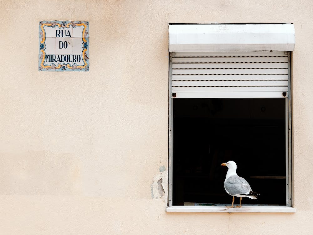 The Seagull In The Window Porto Portugal