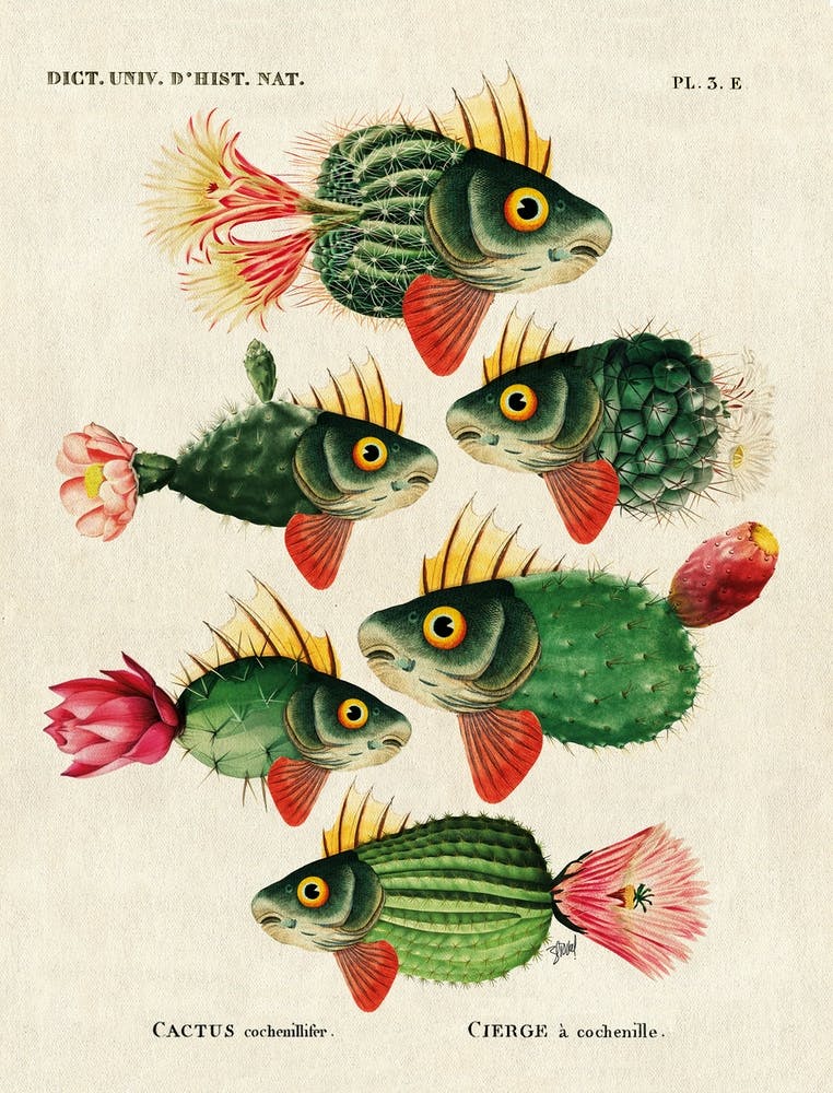 Cactus Fish
