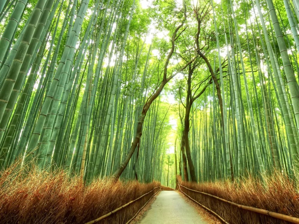 Bamboo Forest 2
