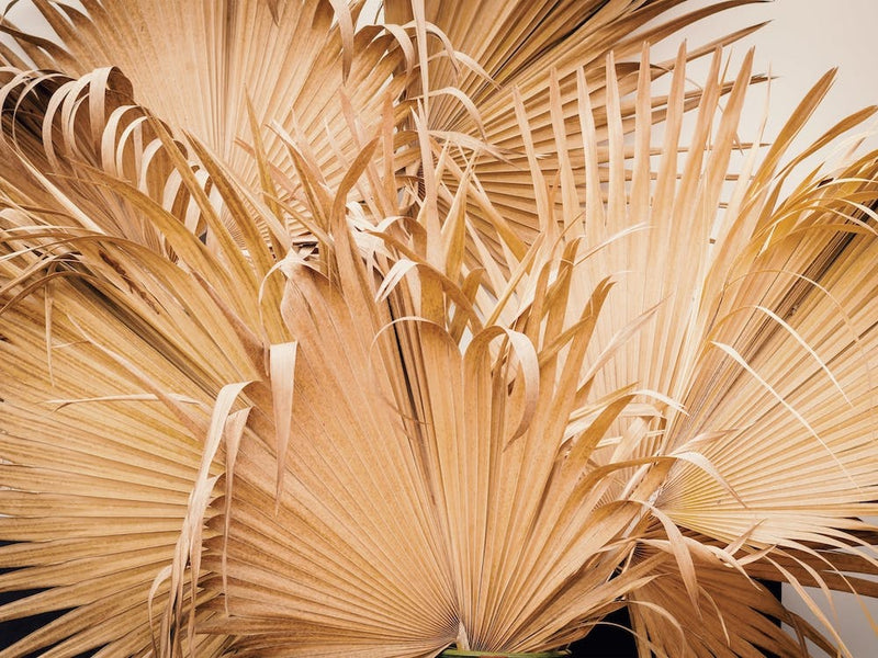 Dried Palms