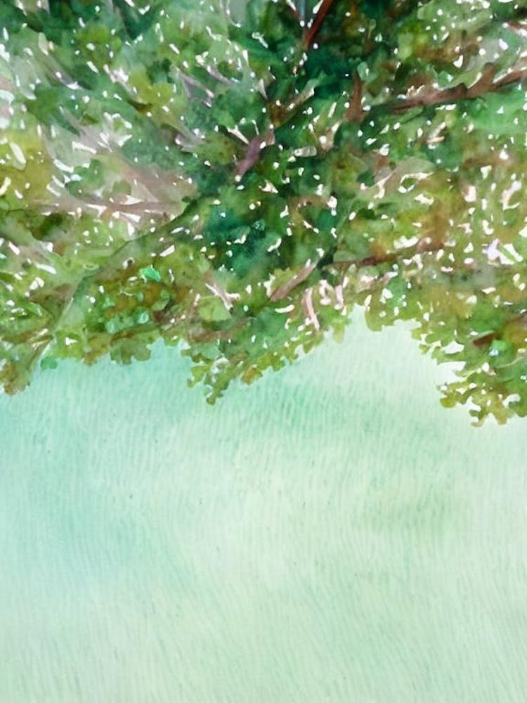 Acropora Jacquelineae Ii Storybook Watercolour