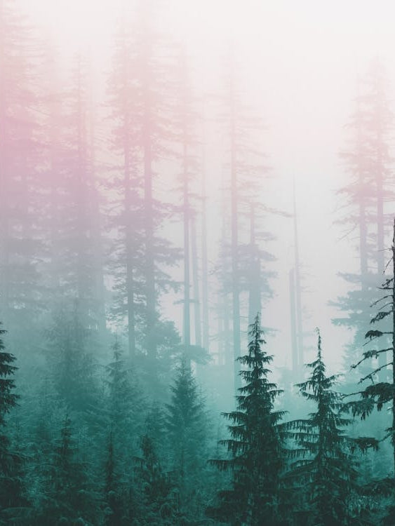 Pastel Dreams - Pacific Northwest Adventure