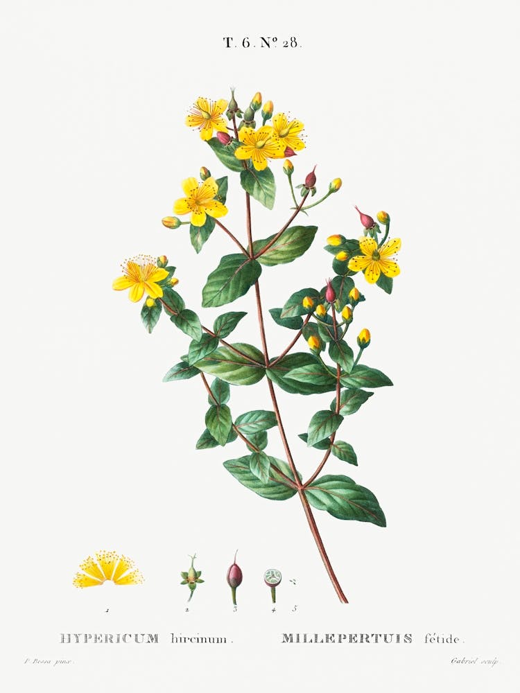 Stinking Tutsan, Pierre Joseph Redoute