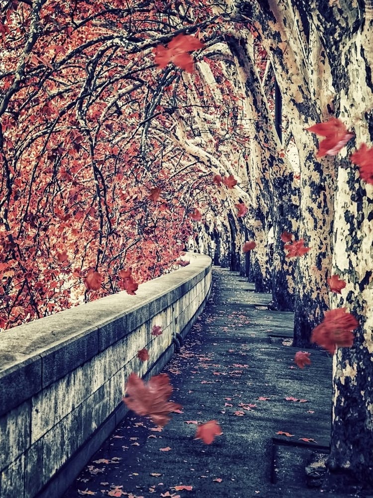 Autumn In Rome