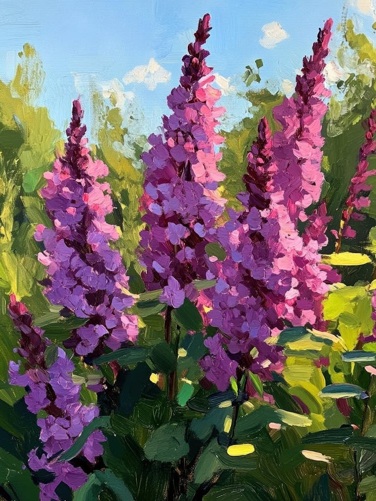 Lupine 6