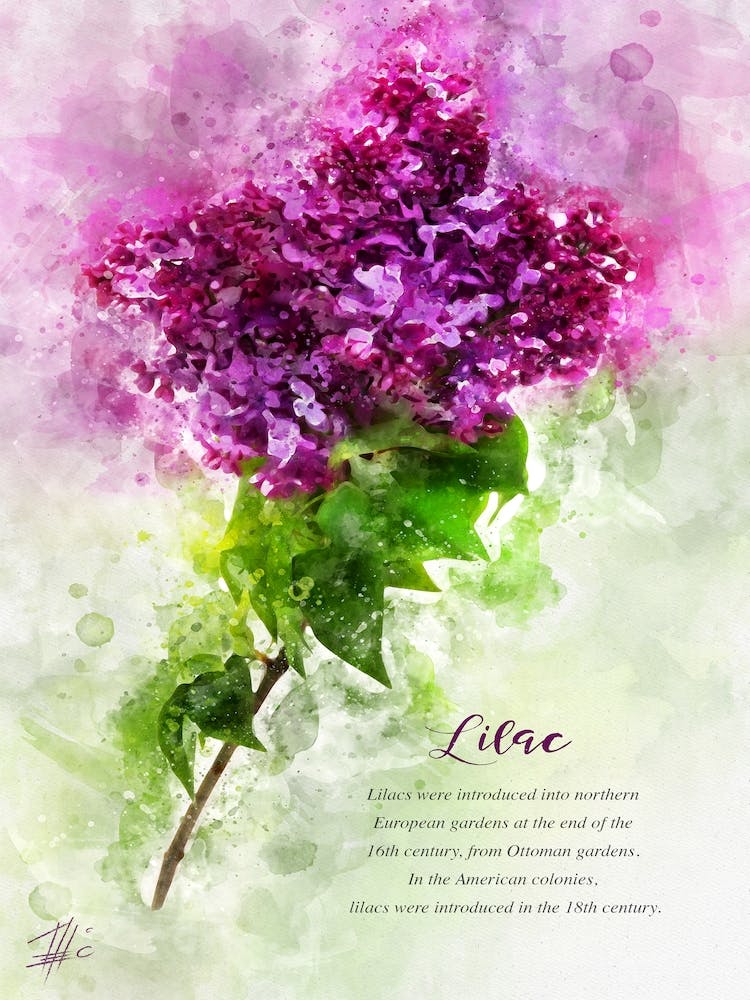 Lilac