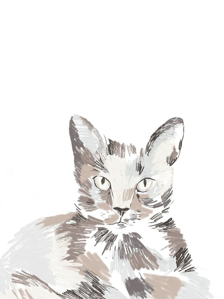 Cat Portrait White