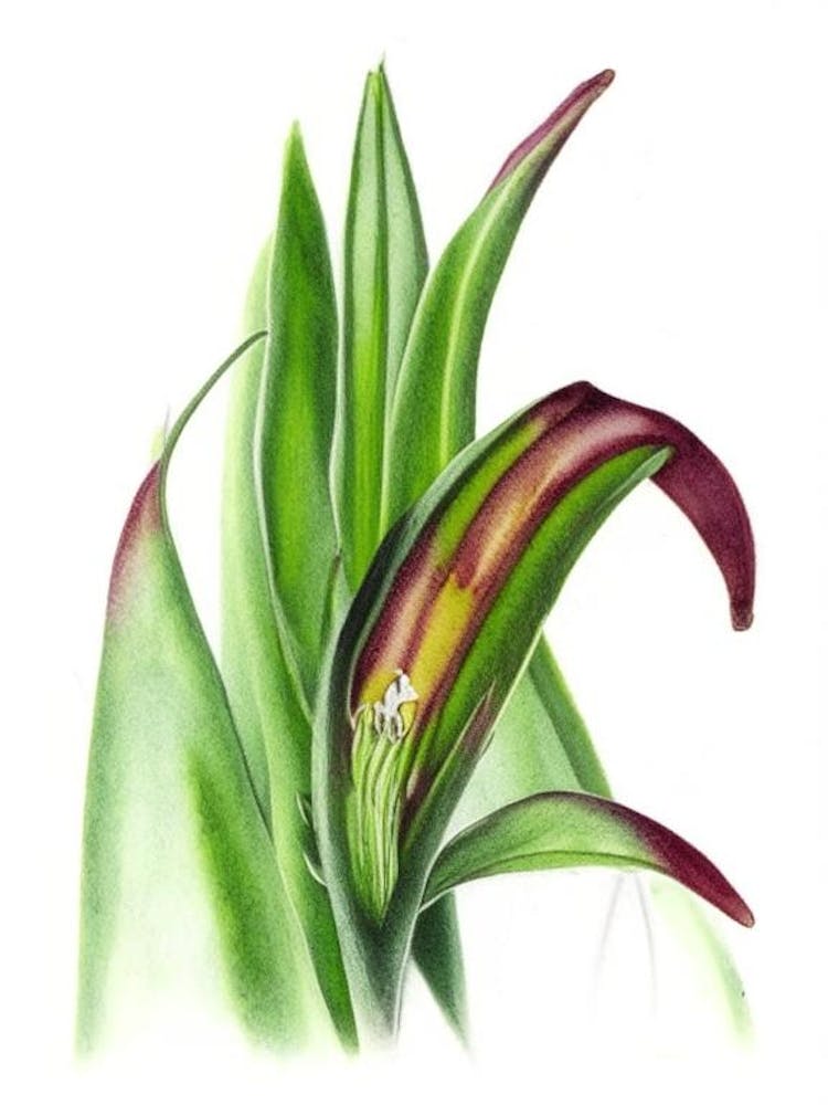 Adder's Tongue Fern Wildflower Watercolour 1