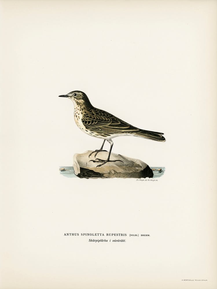 Water Pipi, The Von Wright Brothers