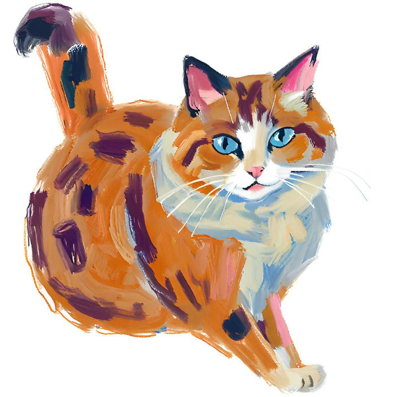 Ragdoll Cat 03 1