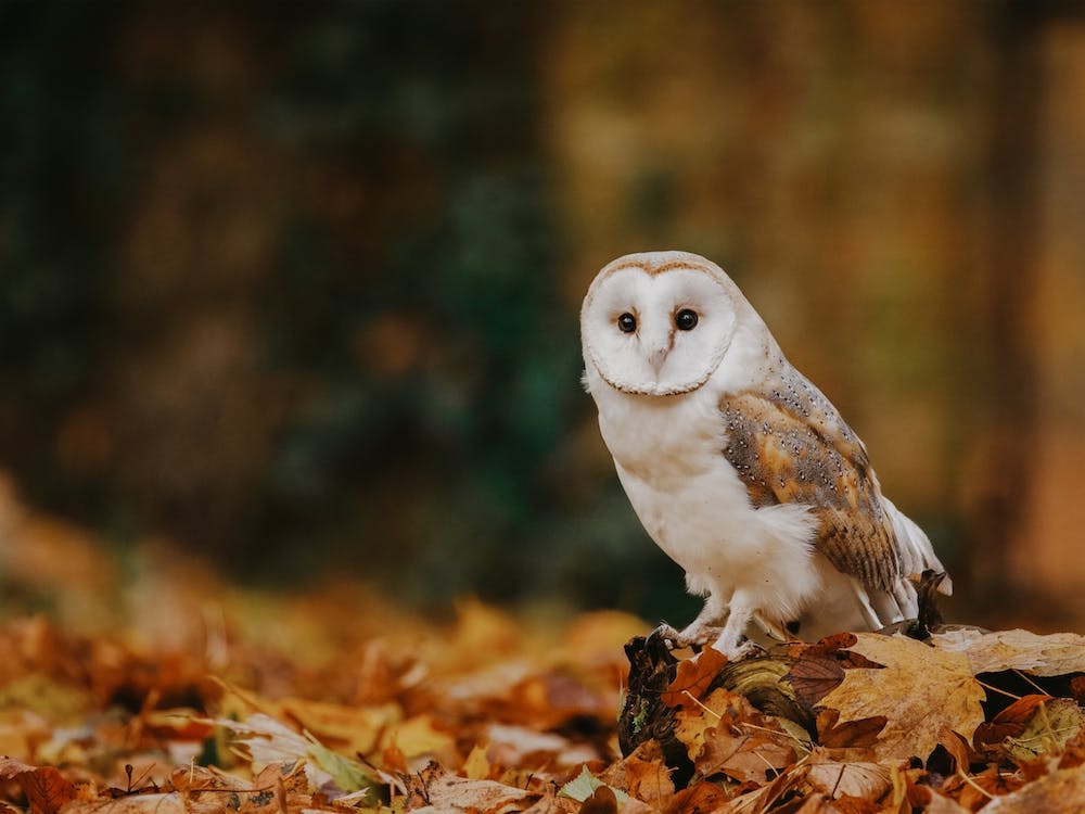 Autumn Barn Owl