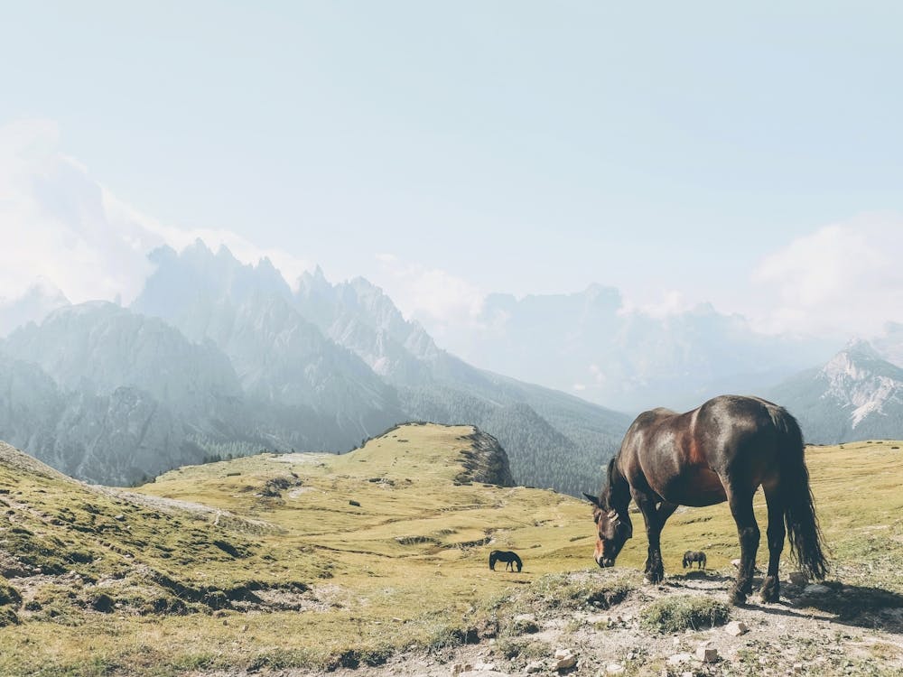 Dolomites, Italy I Free roaming wild horse photography in the Tre Cime mountains and panoramic view of the peaks on an alpine hike through lush green mountain pastures skyline and breathtaking natural landscapes