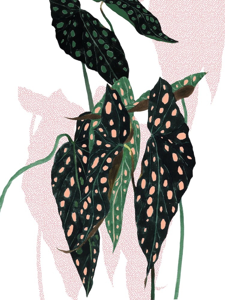 Begonia Maculata On White