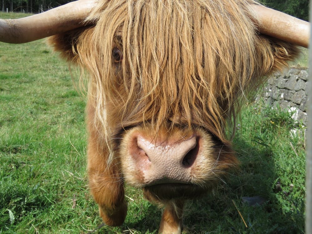 Highland Cow Field Scotland 