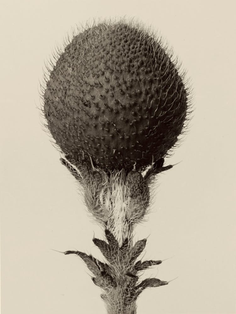 Dornige Zwiebelpflanze, Karl Blossfeldt