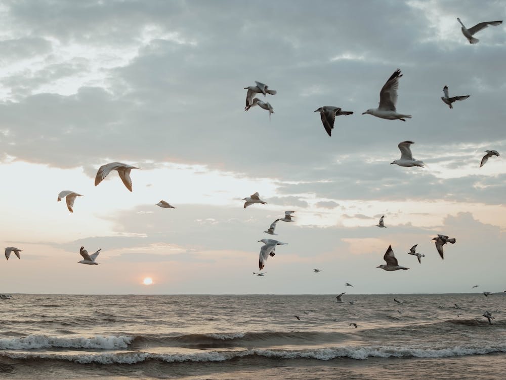 Beyond The Sea