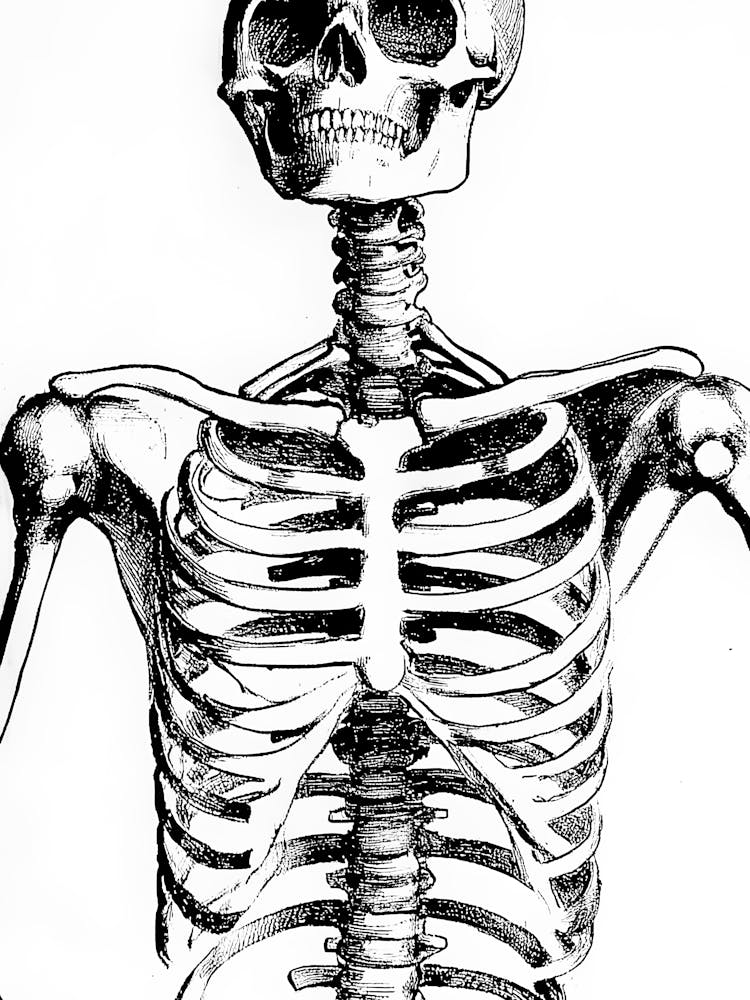 Skeleton 18
