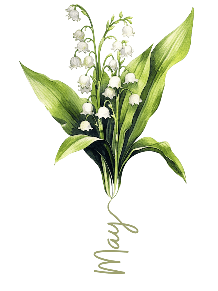 May Birth Flower Birth Month Botanical 1