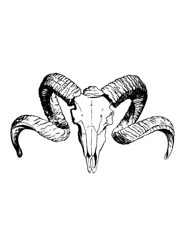 Animal skull