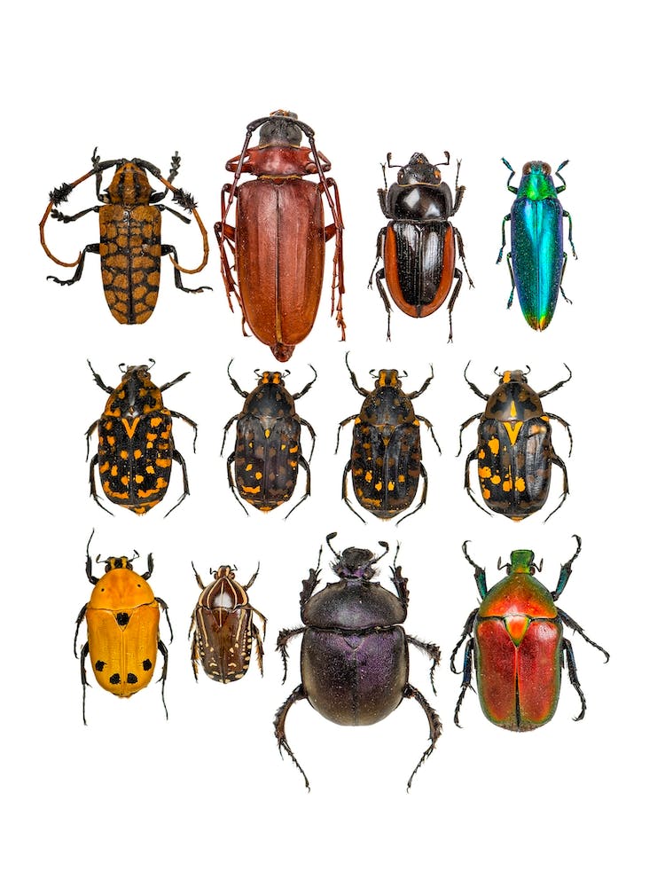 Collection Of Insects And Bugs