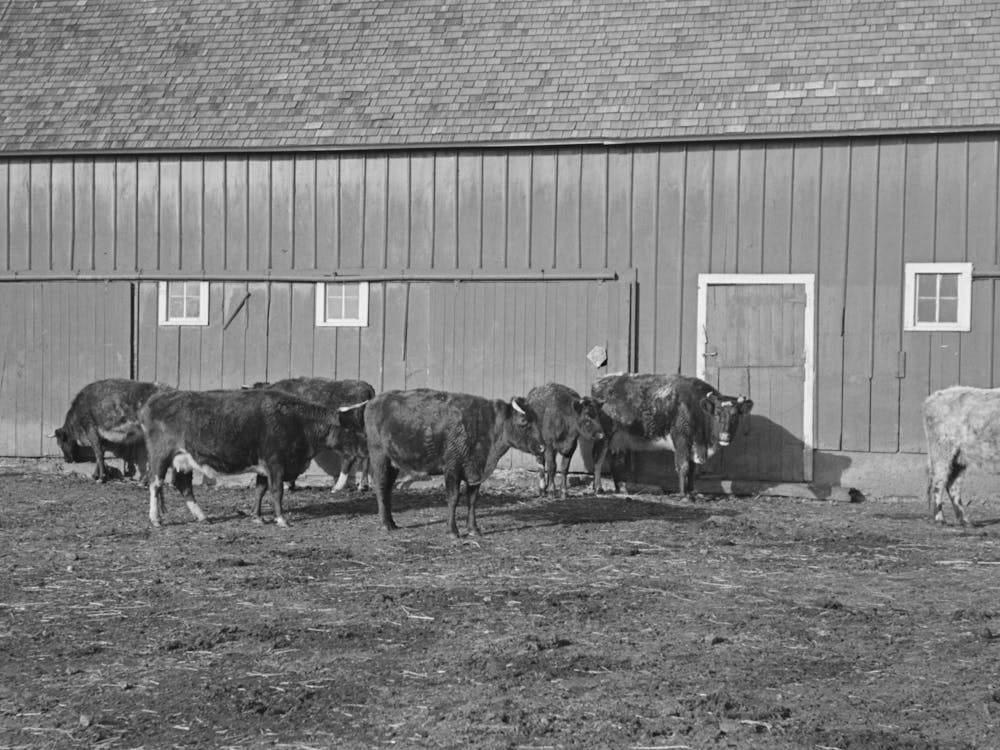 Part Of Shorthorn Cattle Herd Belonging To G H West Near Estherville, Iowa By Russell Lee