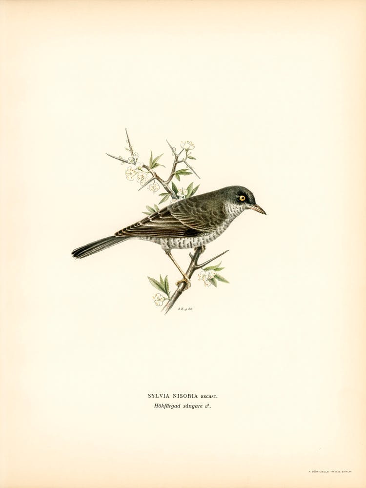Barred Warbler, The Von Wright Brothers