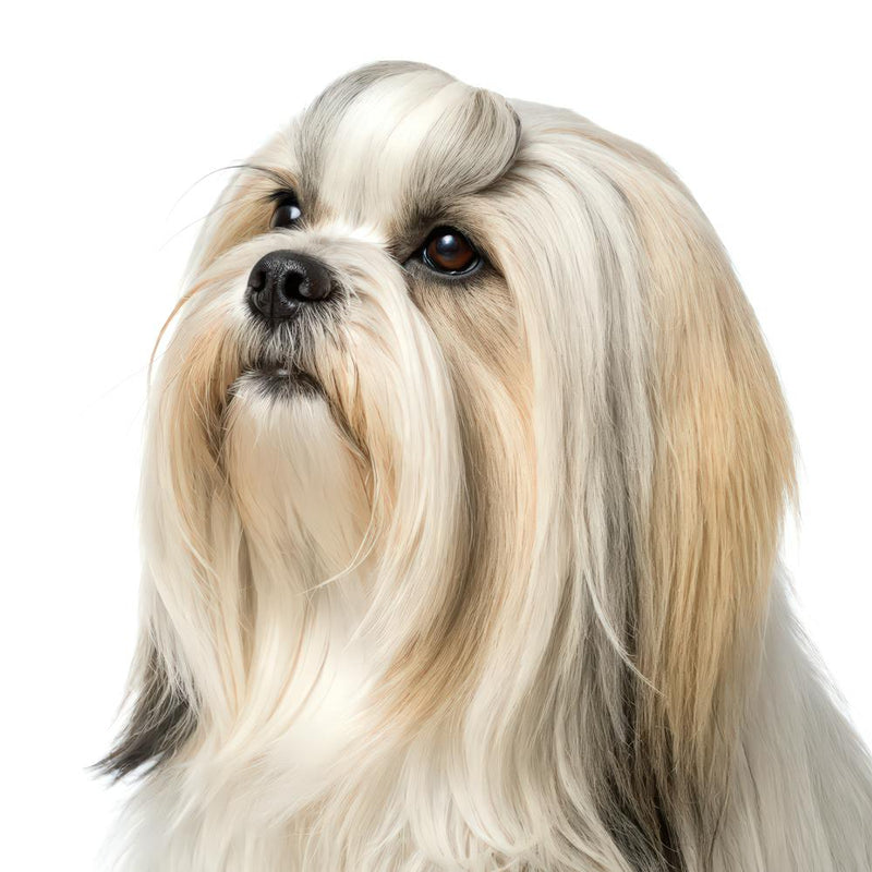 Lhasa Apso Dog Portrait
