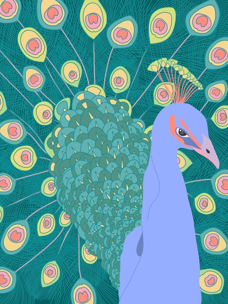 Flamboyant Peacock