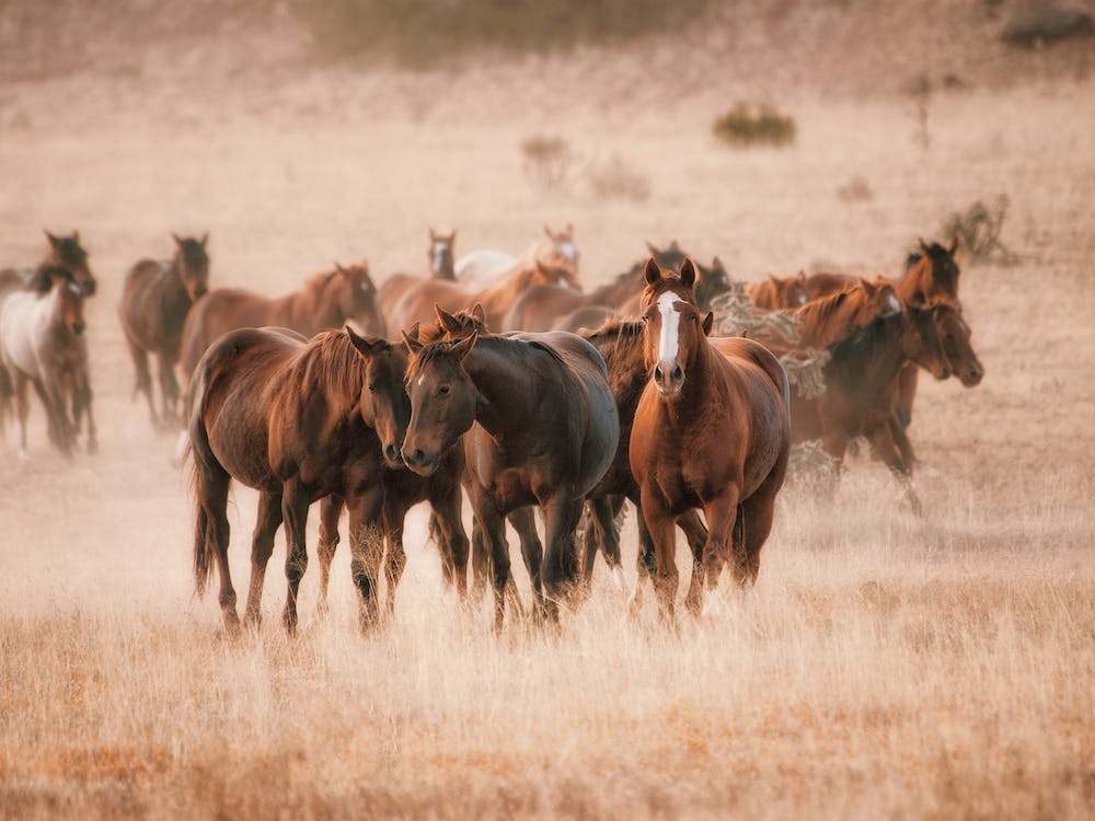 Wildpferde in Wyoming
