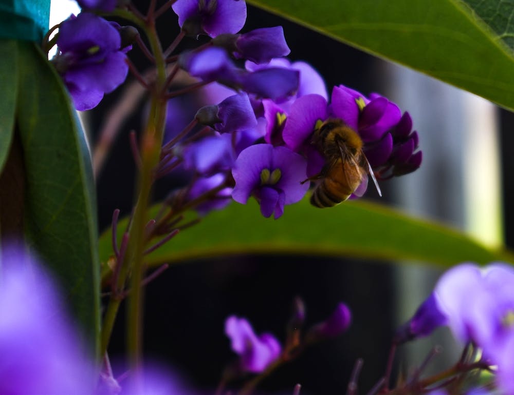 Bee On Purple Flower