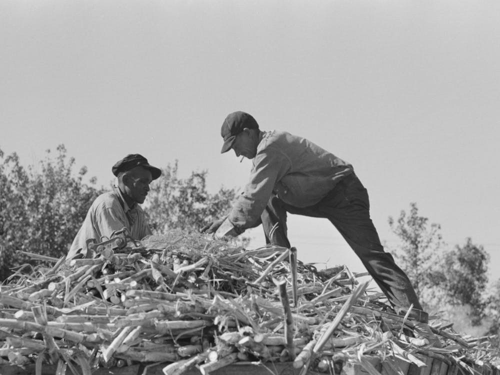 Untitled Photo, Possibly Related To Loading Sugar Cane Onto Truck By Means Of Large Scissors Grab