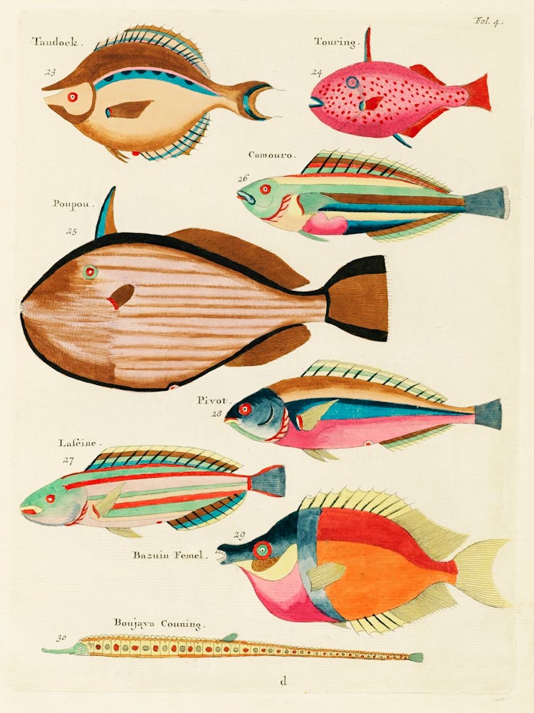 Illustrations Colorées et Surréalistes de Poissons Trouvés aux Moluques (Indonésie) et aux Indes Orientales, Louis Renard(71)