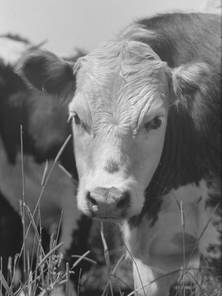 Photo Sans Titre, Possibly Related To Yearling, Cruzen Ranch, Valley County, Idaho Par Russell Lee