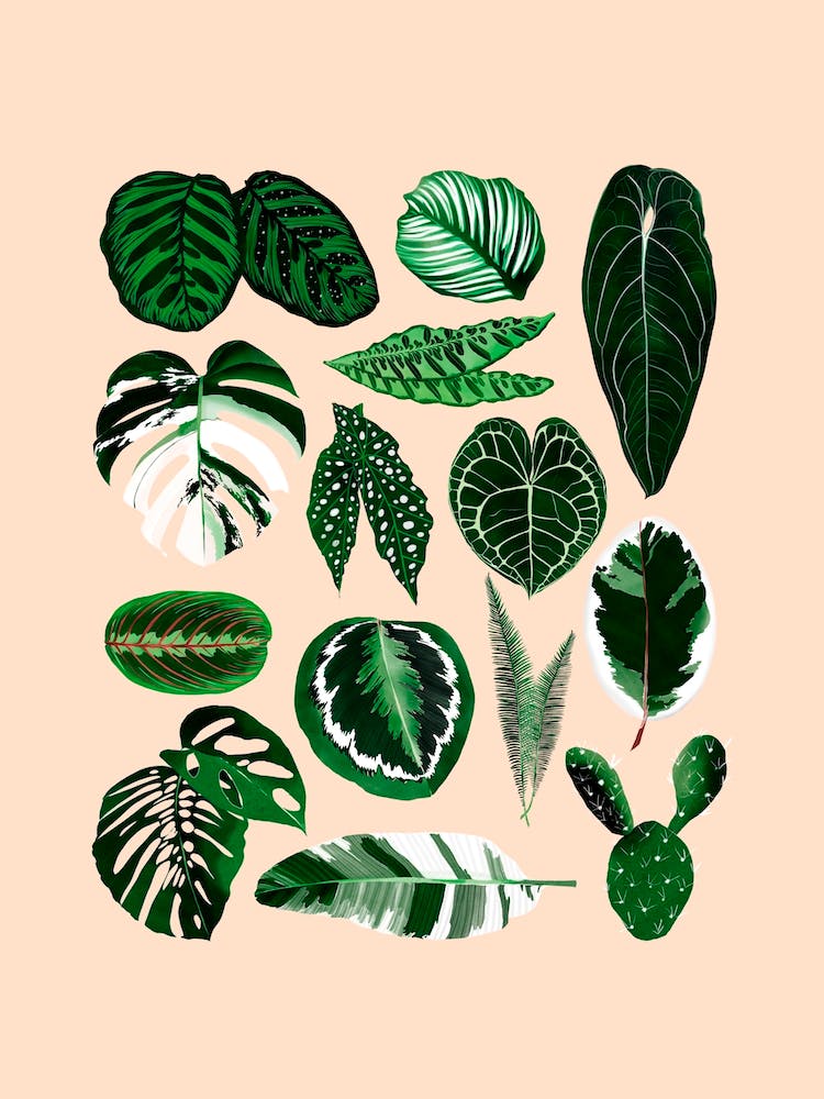 Plantlover