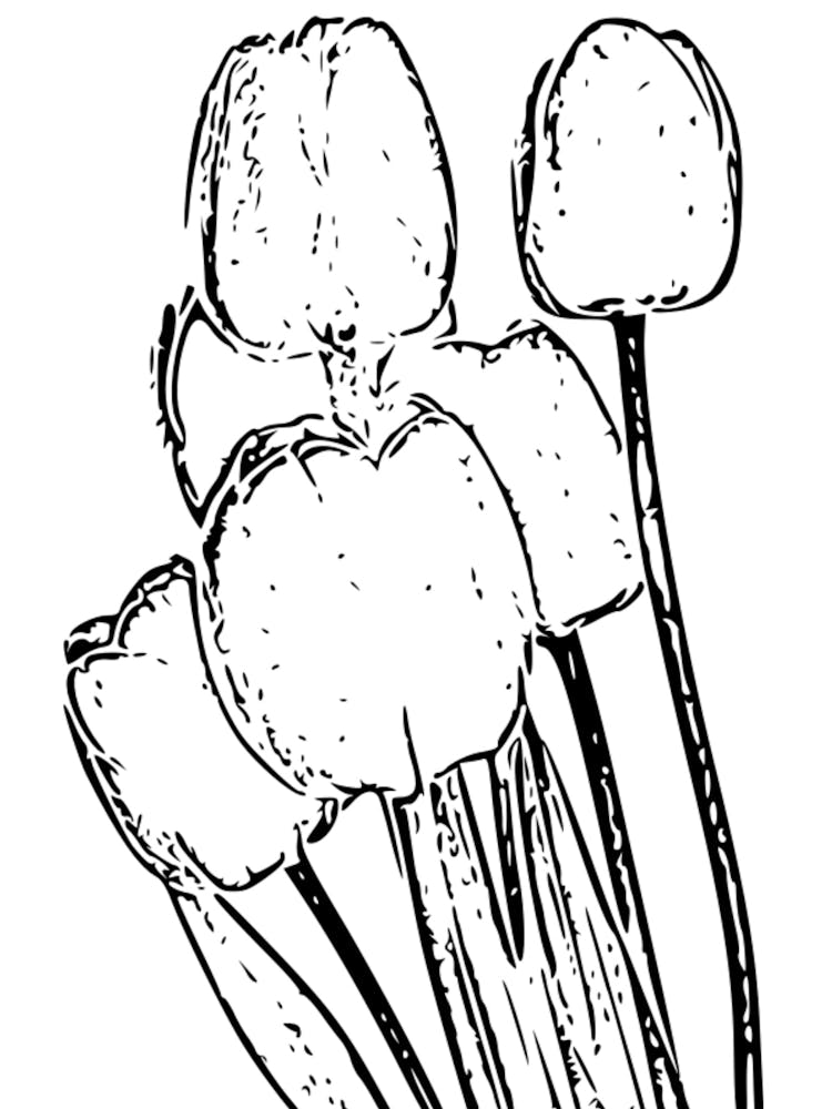 Tulips 2