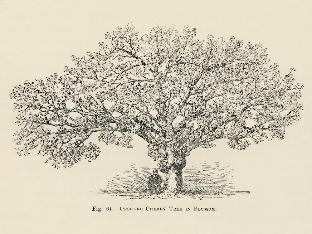 Vintage Illustration Of Orchard Cherry Tree, John Wright
