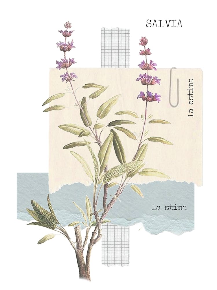 Salvia