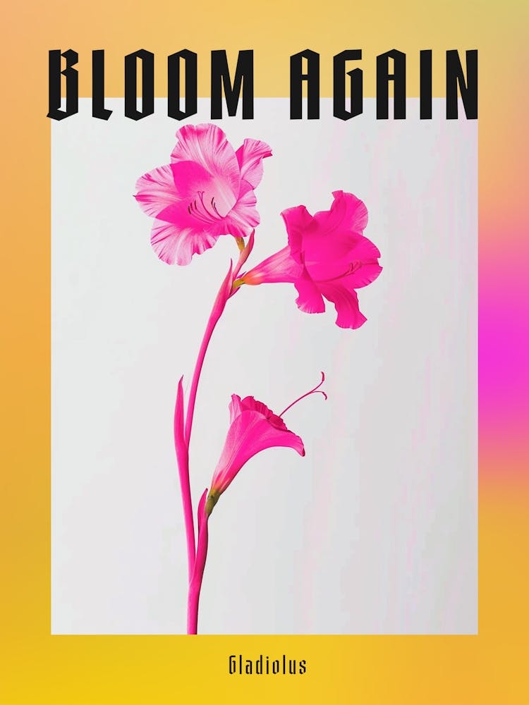 Hot Pink Gladiolus 1 Poster