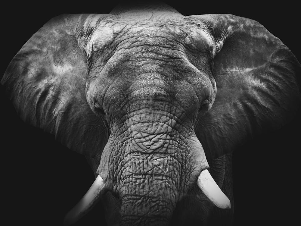 Elephant In Black And White 3