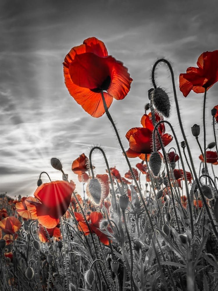 Fascinating Poppies In Colorkey