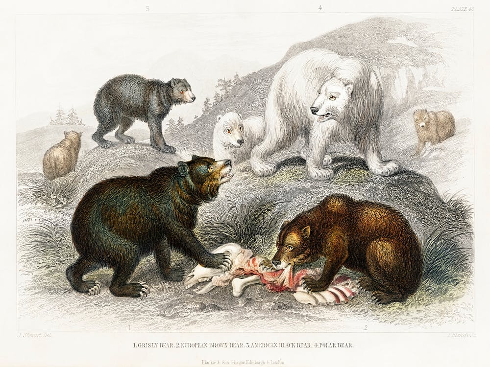 Grisly Bear, European Brown Bear ,American Black Bear, Polar Bear, Oliver Goldsmith