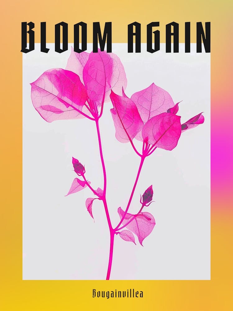 Hot Pink Bougainvillea 3 Poster