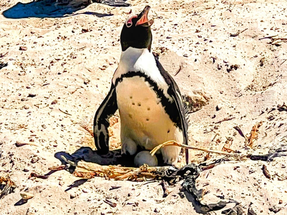 Penguins In Cape Town (Africa Series)