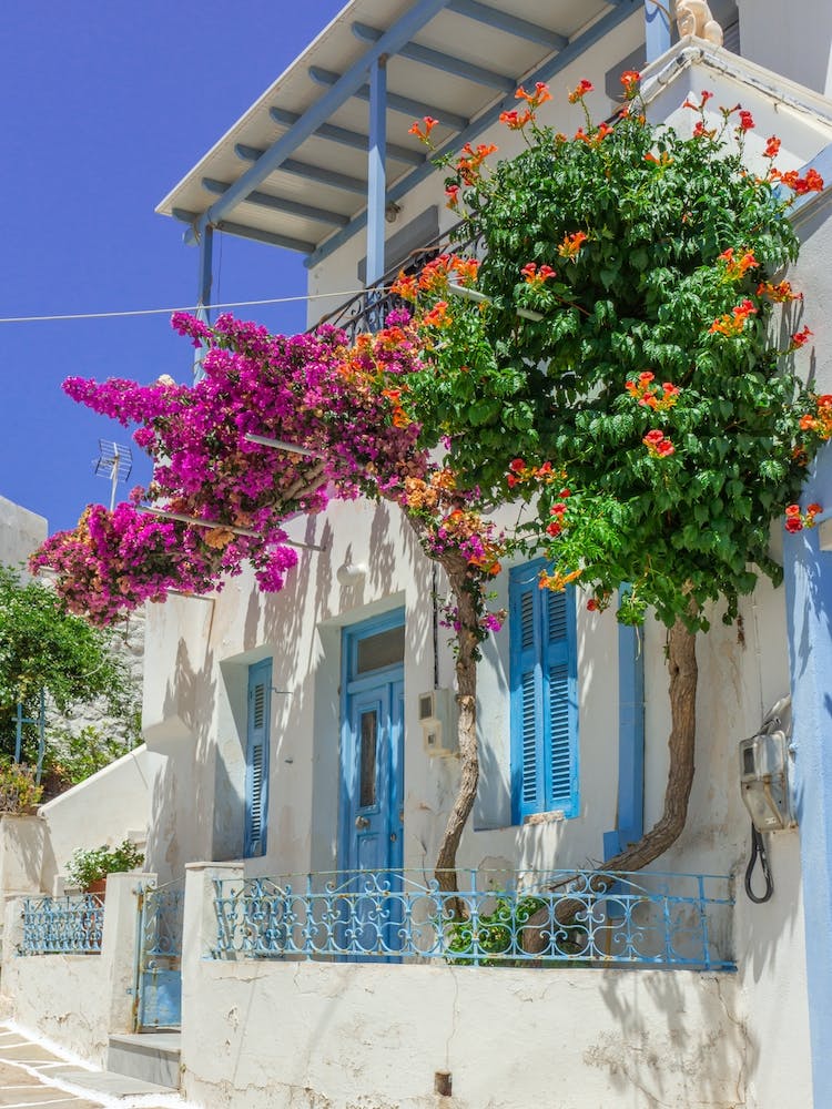 Pink Bougainvillea In The Cyclades