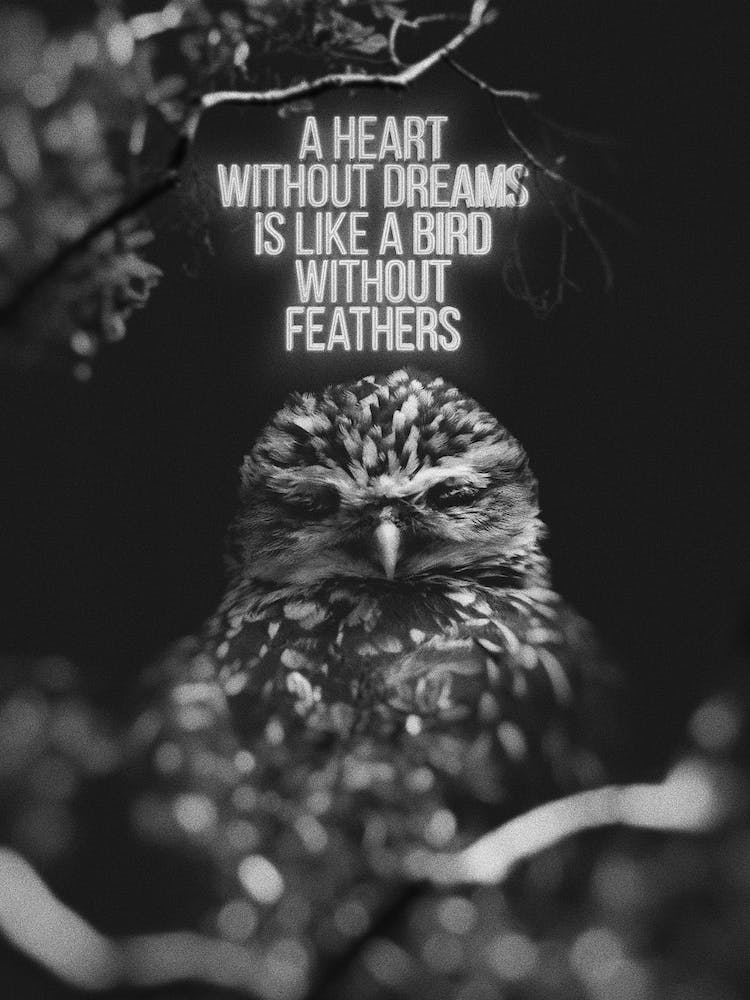 A Heart Without Dreams
