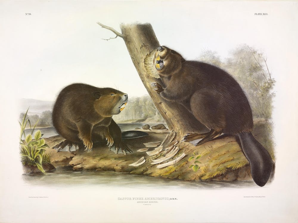 American Beaver, John James Audubon