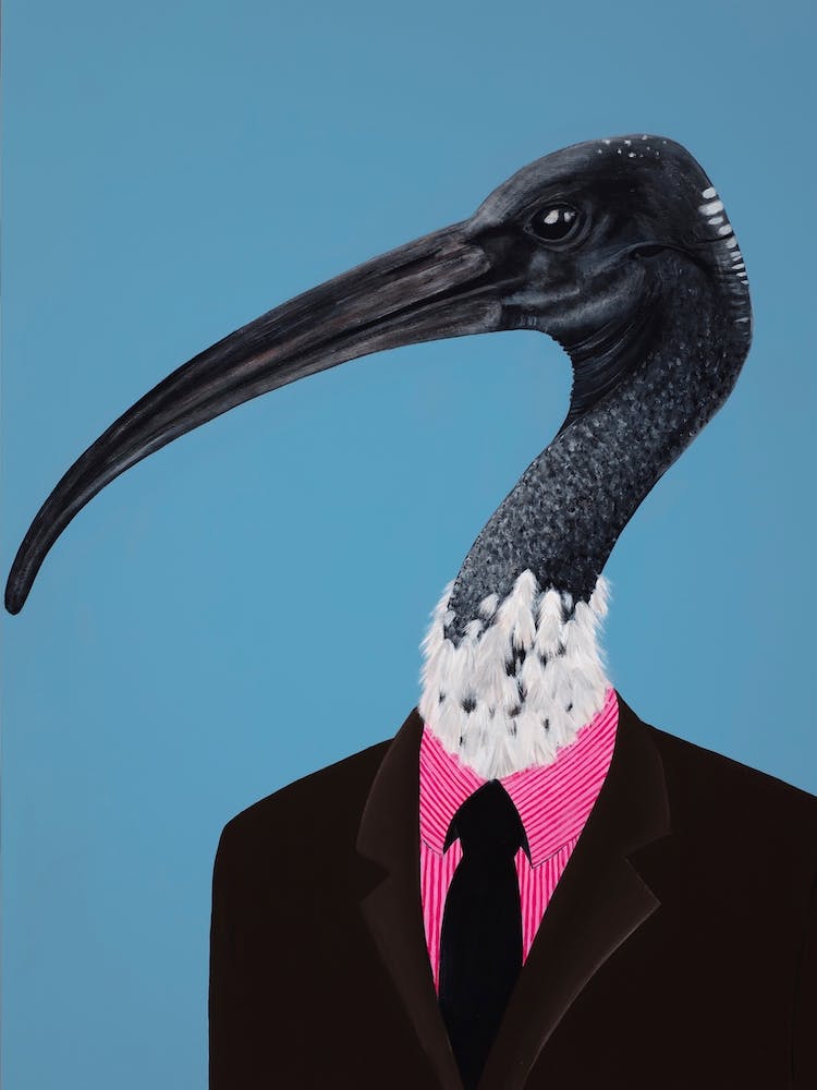 Ibis In Suit 