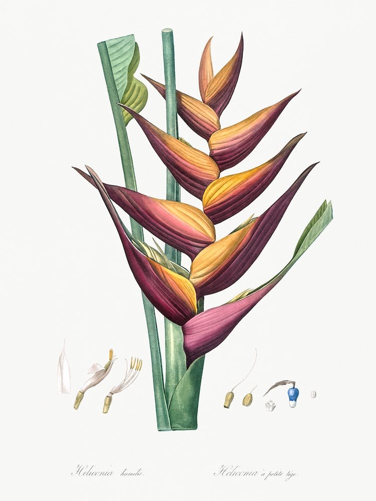 Papageien-Helikonie-Illustration aus Les Liliacées, Pierre Joseph Redouté