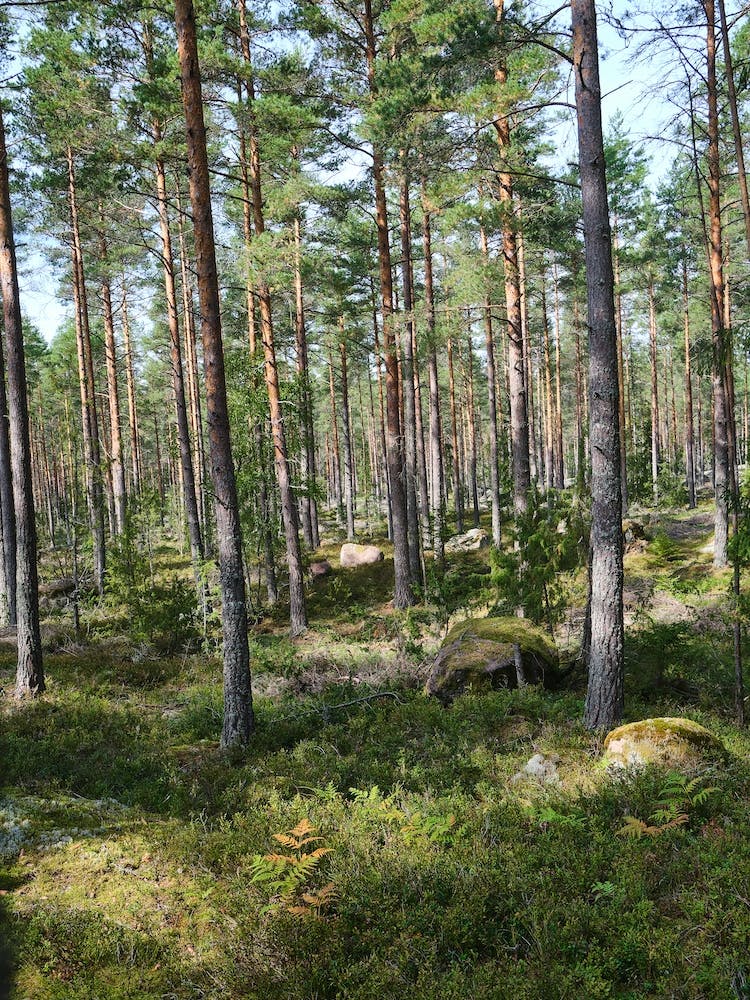 Swedish forrest 40893